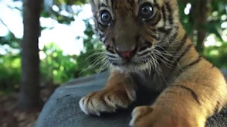 International Tiger Day 2018