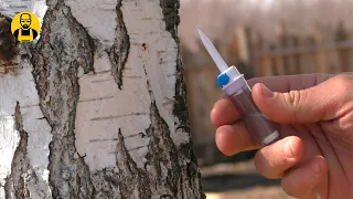 The best way to collect birch sap!