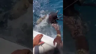 SMACKED by Goliath Grouper 🥊