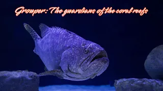 Grouper | The guardians of the coral reefs