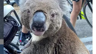 koala approached cyclists for water