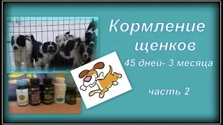 Кормление щенков 45 дней. Часть 2. Питомник "Шилеле"