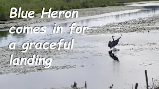 Blue Heron comes in for a graceful landing