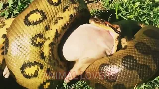 PIG EATEN BY GIANT ANACONDA//BIG PYTHON EATING A BIG PIG