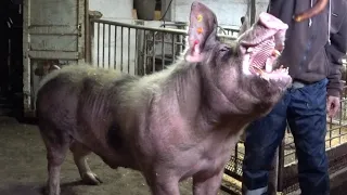 ‼️Зарабатываю МИЛЛИОНЫ на свиноводстве ‼️или свиньи как бизнес ‼️