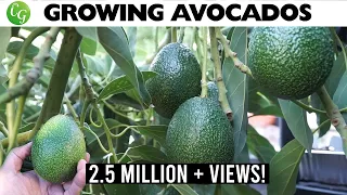 🥑The Best Avocados to Grow in Your Garden: No More Growing Avocado from Seed!