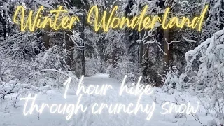 Walk through beautiful Austrian Winter Wonderland - Snow Crunch Sound in snowy Forest - Winter Hike