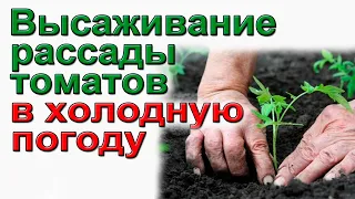 Как высадить рассаду томатов в холодную погоду.