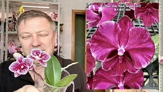 орхидеи РАЗОЧАРОВАНИЕ, ОБМАНУЛ ПРОДАВЕЦ? ожидание и реальность обзор цветения новых орхидей