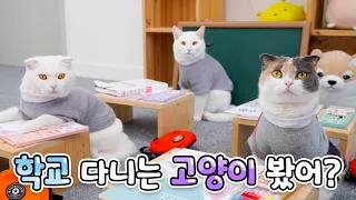 There's a school where cats go? (ENG SUB)