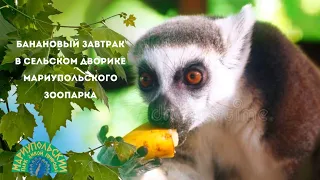 🍌🦝БАНАНОВЫЙ ЗАВТРАК В СЕЛЬСКОМ ДВОРИКЕ МАРИУПОЛЬСКОГО ЗООПАРКА