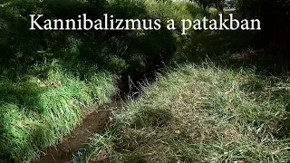 Kannibalizmus a patakban -amatőr természetfilm