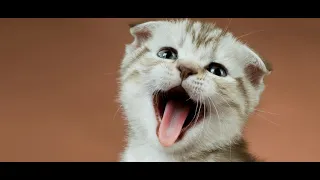 Funniest & Cutest cat videos in the world- Try not laugh challenge #3