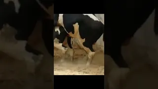 Bull Breeding