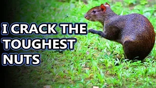 Agouti facts: tougher than nuts! | Animal Fact Files