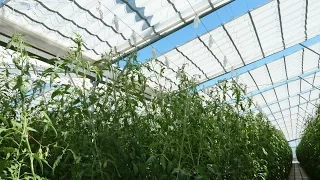 The difference between a retractable cooling house and a conventional greenhouse