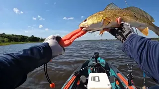 Kayak fishing in the Old Town Sportsman autopilot 136, redfish and trout.