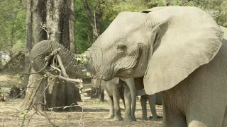 Safari Diaries: Elephant Romance