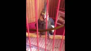 Попугай Аркаша пародист смешно(Parrot Arkasha parodist;)) very funny)