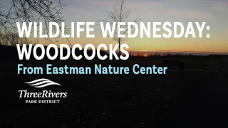 Wildlife Wednesday - Woodcock