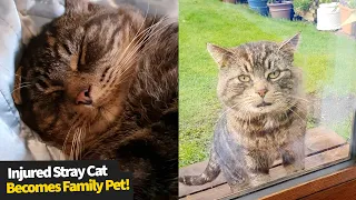 Injured stray cat becomes family pet. Family documents how they did it.