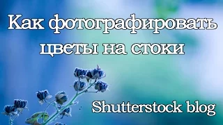 Как фотографировать цветы на стоки Shutterstock blog. Стоковая фотография.