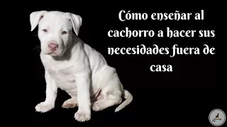 Cómo enseñar a tu cachorro a hacer sus necesidades en su sitio