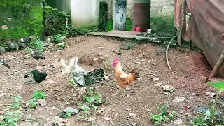 🔥 Angry Turkey vs 🔥 Angry Hen !