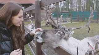 Оленья ферма "Северный олень"  в Подмосковье