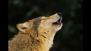 Awesome Wolf Howling-animal videos-4k Nature(Ultra HD) | Nature's Sweet Tales.