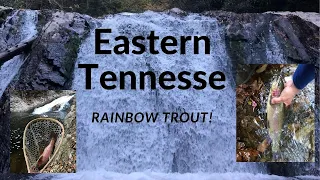 Waterfall fishing BIG rainbow Trout in Tennessee! (Paint Creek)