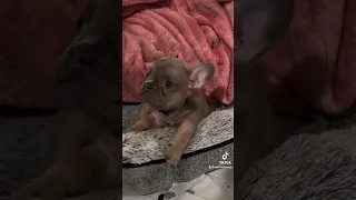 Baby Nurf 🥺 #foryou #frenchbulldog #frenchie