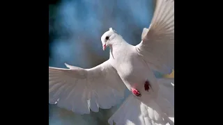 Євгенія Костенко - Білий птах