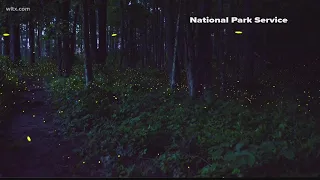Synchronized fireflies in Congaree Park