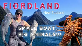 Freediving and Fishing- FIORDLAND NZ - Big Bluenose, Crayfish and Paua