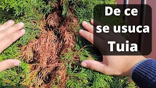 Cum curatam Tuia | De ce se usuca Tuia | Ingrijire Tuia