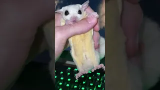 Sugar Glider Videos  | Sugar Glider Training Fly | Surprising With Baby Surgar Glider | #Shorts #42