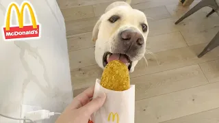 Surprising My Labrador With MCDONALD'S BREAKFAST!!