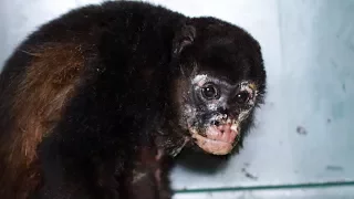 Severely Burned Howler Monkey Rehabilitation and Release