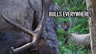 CRAZY ELK ACTION! - Calling in TWO BULLS in ONE DAY!