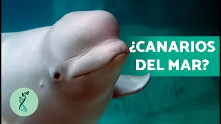 ¿Qué ES una BELUGA? 🌀 (Características, Hábitat, Alimentación y Comportamiento del Beluga)