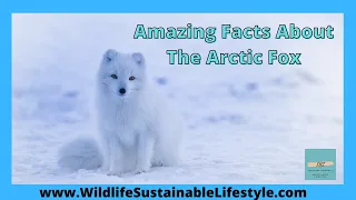 Amazing Facts About The Arctic Fox | Arctic Animals