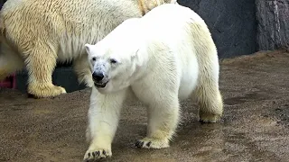 旭山動物園 Asahiyama Zoo ホッキョクグマの散歩 岩山に立つシンリンオオカミ ~2017年5月27日撮影~ : 北海道旭川市 : HD