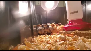 [19.5:9] Our 2020 chicken flock. Look at all those cuties! And they're afraid of my phone XD