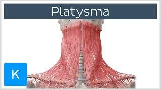 Platysma muscle - Origin, Insertion, Innervation & Function  - Human Anatomy | Kenhub