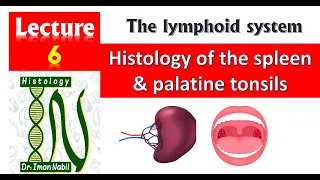 6- Histology of the spleen and  palatine tonsils-Blood and lymphoid system