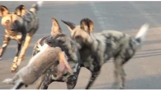 Wild Dogs Pull Apart Hare in The Road | Kruger National Park