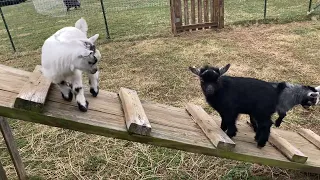 Baby Pygmy Goats LIVIN THEIR BEST LIVES!!