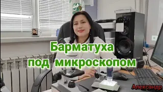 Разбор БАРМАТУХИ микробиологом вместе с каналом С МИРУ ПО НИТКЕ ОТ АЛЕКСАНДРА.