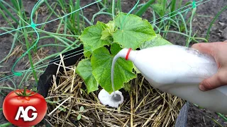 IF CUCUMBERS DO NOT GROW I FEED THEM WITH THIS VITAMIN BOMB